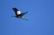 Asian Openbill stork