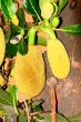 Jack Fruit