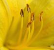 Day Lily