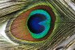 Peacock Feather