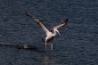 Spot Billed Pelican