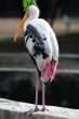 Painted Storks