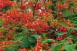 Gulmohar Flowers