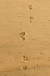 Footsteps