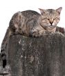 CAt on the wall