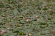 Lotus Pond