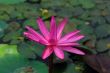 Pink Lily
