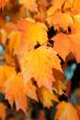Fall Foliage