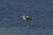 Spot Billed Pelican