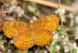 Common Castor