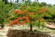 Beautiful gulmohar flower on a bright sunny day