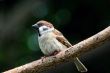 Sparrow