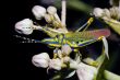 Painted Grasshopper