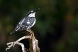 Pied Kingfisher
