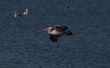 Spot Billed Pelican