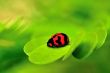 Lady Bug