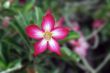 Desert Rose