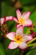 Frangipani