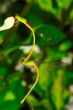Dragonflies