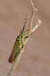 Painted Grasshopper