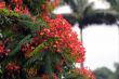 Gulmohar Flower