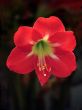 Amaryllis