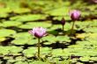Water Lily