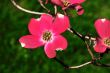 Spring Flower