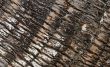 Palm Bark