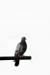 Pigeon
