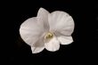 White Ochid