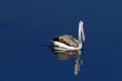 spot billed pelican