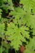 Green Leaves
