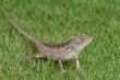 Garden Lizard