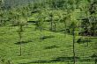 Tea Plantation