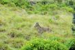 Nilgiri Tahr