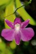 Pink Orchid