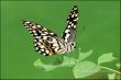 Lime Butterfly