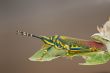 Painted Grasshopper