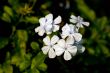periwinkle