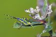 Painted Grasshopper