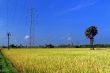 Agriculture