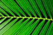 Palm Leaf