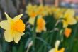 Daffodil