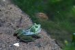 Green frog