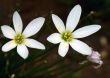 RAin Lily