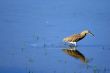 Indian Pond Heron
