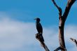 Cormorant