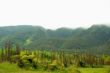 Greenery
