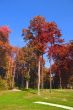 Fall Foliage